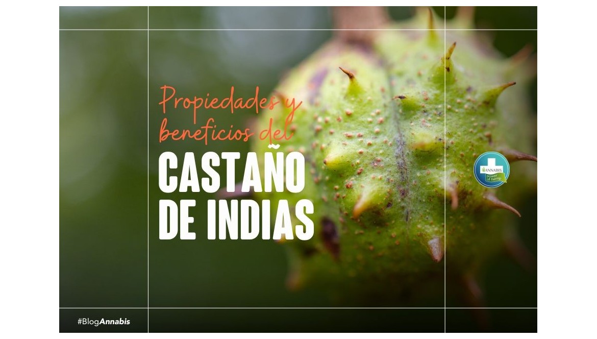 Propiedades y beneficios del castaño de indias